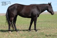 Unregistered Black Filly